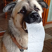 Nours participe au concours pour gagner de l'argent avec cette photo : animal, brown_fur, canine, close_up, collar, cute, dog, domestic, ears, fur, helpful, household, indoor, looking_up, mischievous, pet, snout, tile_floor, toilet_paper, wooden_floor
