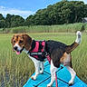 dog, beagle, service_dog, vest, kayak, water, marsh, grass, nature, outdoor, greenery, sky, trees, leash, pet, animal, happy, tongue_out, summer, adventure