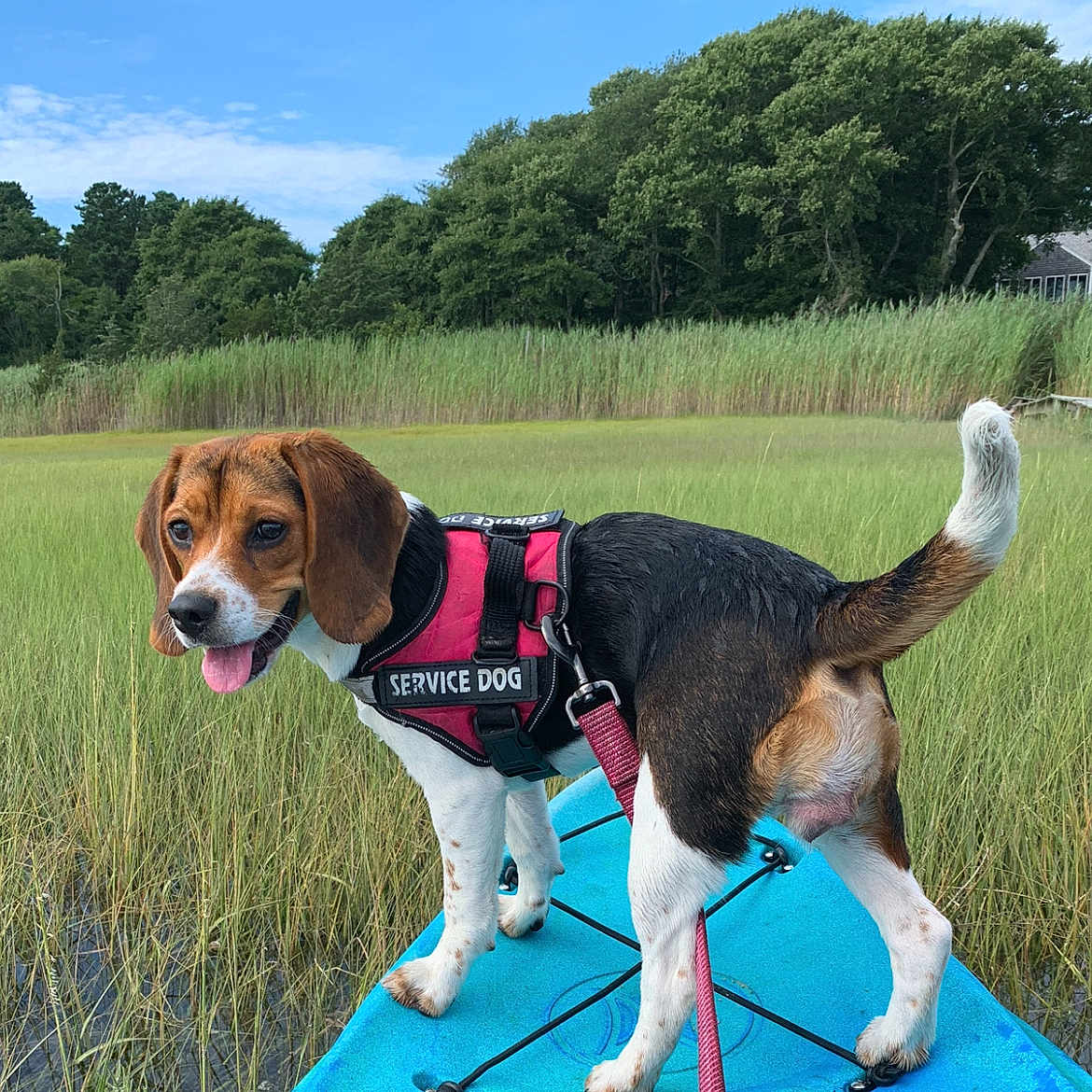 Moxie joined the competition — help win amazing prizes! dog, beagle, service_dog, vest, kayak, water, marsh, grass, nature, outdoor, greenery, sky, trees, leash, pet, animal, happy, tongue_out, summer, adventure