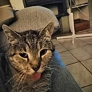Jazz a rejoint le concours — aidez-le/la à gagner de superbes lots ! animal, cat, close_up, couch, cozy, cute, domestic, ears, fan, floor_tiles, fur, furniture, indoor, living_room, pet, playful, relaxed, tabby, tongue_out, whiskers