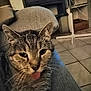 animal, cat, close_up, couch, cozy, cute, domestic, ears, fan, floor_tiles, fur, furniture, indoor, living_room, pet, playful, relaxed, tabby, tongue_out, whiskers