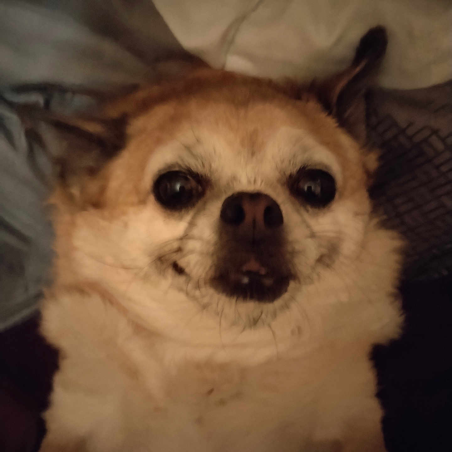 Oni participe au concours pour gagner de l'argent avec cette photo : animal, blanket, brown_fur, close_up, cute, dog, expression, eyes, fabric, face, fur, indoor, lying_down, mouth, nose, pet, portrait, small_dog, whiskers, white_fur