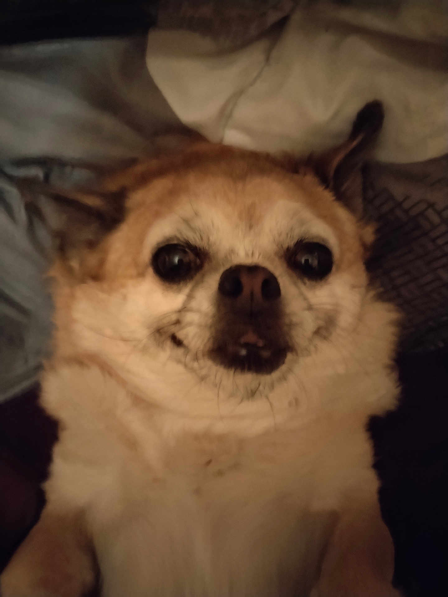 Oni participe au concours pour gagner de l'argent avec cette photo : dog, small_dog, pet, close_up, lying_down, face, fur, brown_fur, white_fur, whiskers, eyes, nose, mouth, blanket, fabric, indoor, cute, animal, expression, portrait