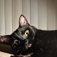 Fish is registered to the contest to win money with this photo: cat, black_cat, yellow_eyes, tongue_out, pet, indoor, close_up, lying_down, curious, whiskers, fur, paw, playful, adorable, animal, mammal, domestic_cat, face, portrait, relaxed