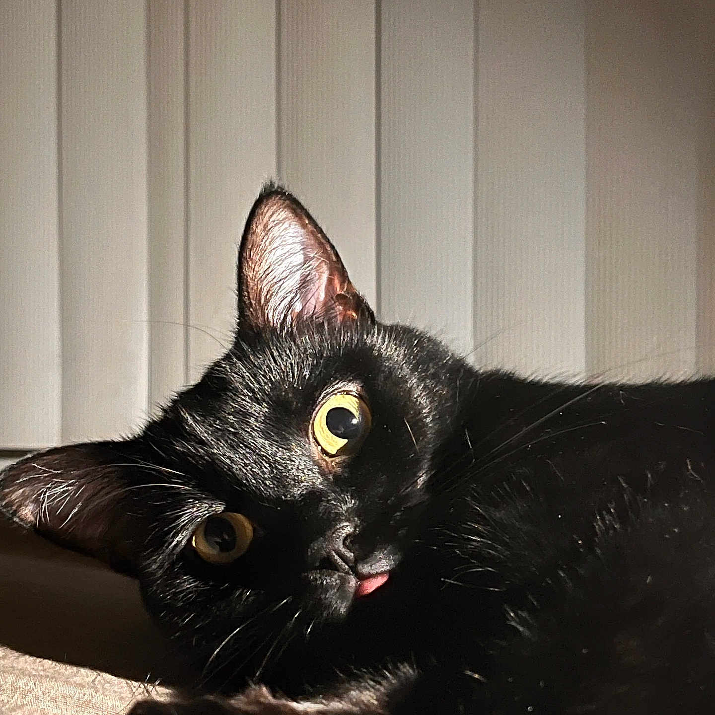 Fish is registered to the contest to win money with this photo: cat, black_cat, yellow_eyes, tongue_out, pet, indoor, close_up, lying_down, curious, whiskers, fur, paw, playful, adorable, animal, mammal, domestic_cat, face, portrait, relaxed