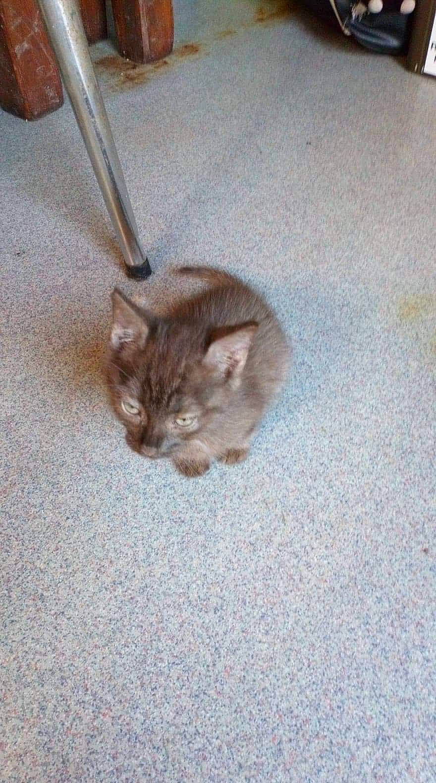 Lilas a rejoint le concours — aidez-le/la à gagner de superbes lots ! carnivore, cat, domestic_short_haired_cat, european_shorthair, fawn, felidae, floor, flooring, kitten, maine_coon, mammal, small_to_medium_sized_cats, whiskers