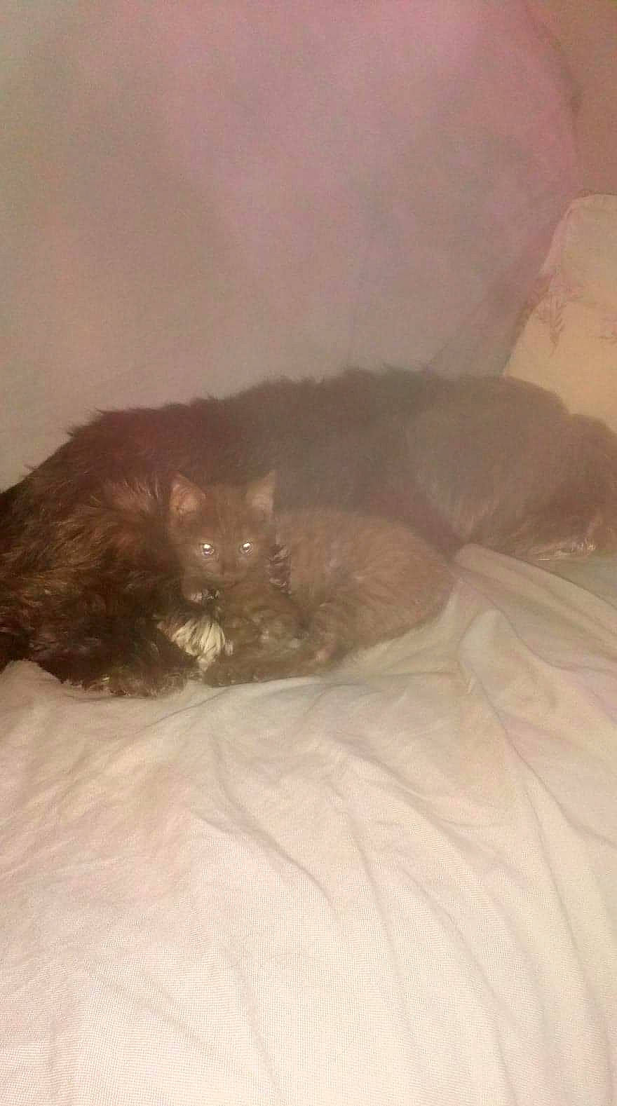 Lilas a rejoint le concours — aidez-le/la à gagner de superbes lots ! canidae, cat, fawn, non_sporting_group, puppy, shih_tzu, sleep