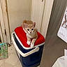 Fanta joined the competition — help win amazing prizes! cat, kitten, ginger_cat, orange_cat, white_paws, pet, animal, sitting, posing, looking_at_camera, whiskers, ears, red_cooler, blue_cooler, indoor, laundry_room, door, floor, household, portrait