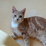 Fanta joined the competition — help win amazing prizes! cat, kitten, tabby, striped_fur, pet, animal, portrait, close_up, indoor, bathtub, bathroom, white_chest, whiskers, ears, green_eyes, lying_down, relaxed, looking_at_camera, fur, domestic_cat