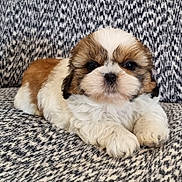 Bucky a rejoint le concours — aidez-le/la à gagner de superbes lots ! animal, brown, couch, cozy, cute, dog, eyes, face, fluffy, fur, indoors, lying_down, nose, pet, puppy, resting, small, sofa, white, young