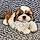 Bucky