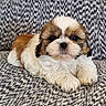 animal, brown, couch, cozy, cute, dog, eyes, face, fluffy, fur, indoors, lying_down, nose, pet, puppy, resting, small, sofa, white, young