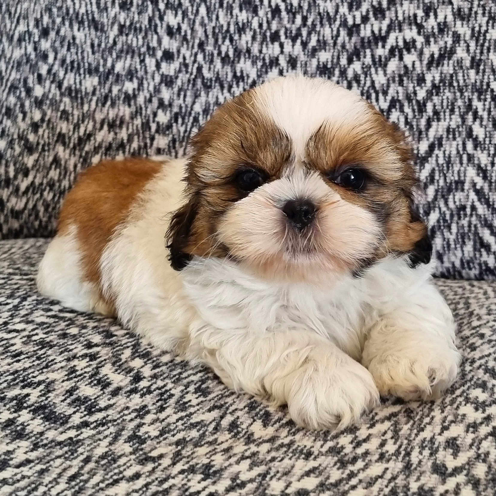 Bucky