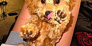 Ace Jenkins joined the competition — help win amazing prizes! puppy, dog, pet, fluffy, indoor, lap, person, legs, brown, cute, playful, licking, paw, closeup, carpet, bed, blanket, casual, cozy, home