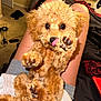puppy, dog, pet, fluffy, indoor, lap, person, legs, brown, cute, playful, licking, paw, closeup, carpet, bed, blanket, casual, cozy, home