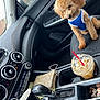 Ace Jenkins joined the competition — help win amazing prizes! dog, poodle, car_interior, blue_vest, coffee_cup, cold_drink, whipped_cream, gear_shift, purse, raindrops, window, leather_seat, center_console, dashboard, air_vents, cup_holder, coins, seat, pet, rainy_day
