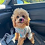 dog, pet, car_interior, seat, curly_fur, sweater, tongue_out, sunlight, window, greenery, side_mirror, cute, animal, companion, indoor, leisure, travel, fur, curious, small_dog