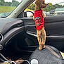 Ace Jenkins is registered to the contest to win money with this photo: dog, pet, car_interior, red_shirt, window, parking_lot, vehicle, seat, water_bottle, dashboard, curious, small_dog, fur, leather_seat, side_mirror, trees, daytime, cute, standing, looking_out