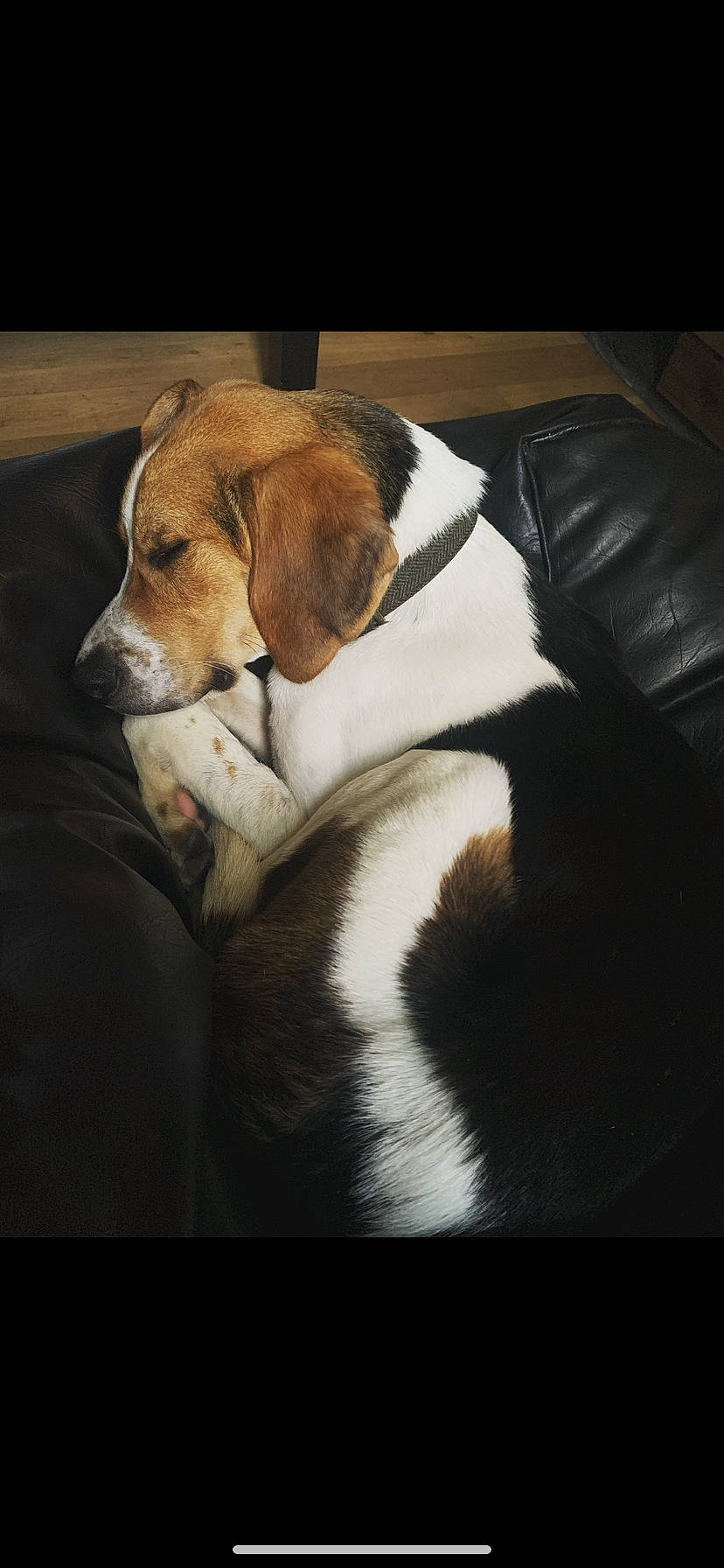 Barry is registered to the contest to win money with this photo: bored, canidae, carnivore, comfort, companion_dog, dog, dog_breed, fur, hound, scent_hound, snout, sporting_group, whiskers, working_animal