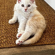 Baiocchi a rejoint le concours — aidez-le/la à gagner de superbes lots ! kitten, cat, pet, animal, feline, fluffy, cream_colored, paw_pads, curious, cute, indoor, woven_mat, floor, relaxing, young, whiskers, ears, tail, closeup, domestic