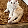 kitten, cat, pet, animal, feline, fluffy, cream_colored, paw_pads, curious, cute, indoor, woven_mat, floor, relaxing, young, whiskers, ears, tail, closeup, domestic