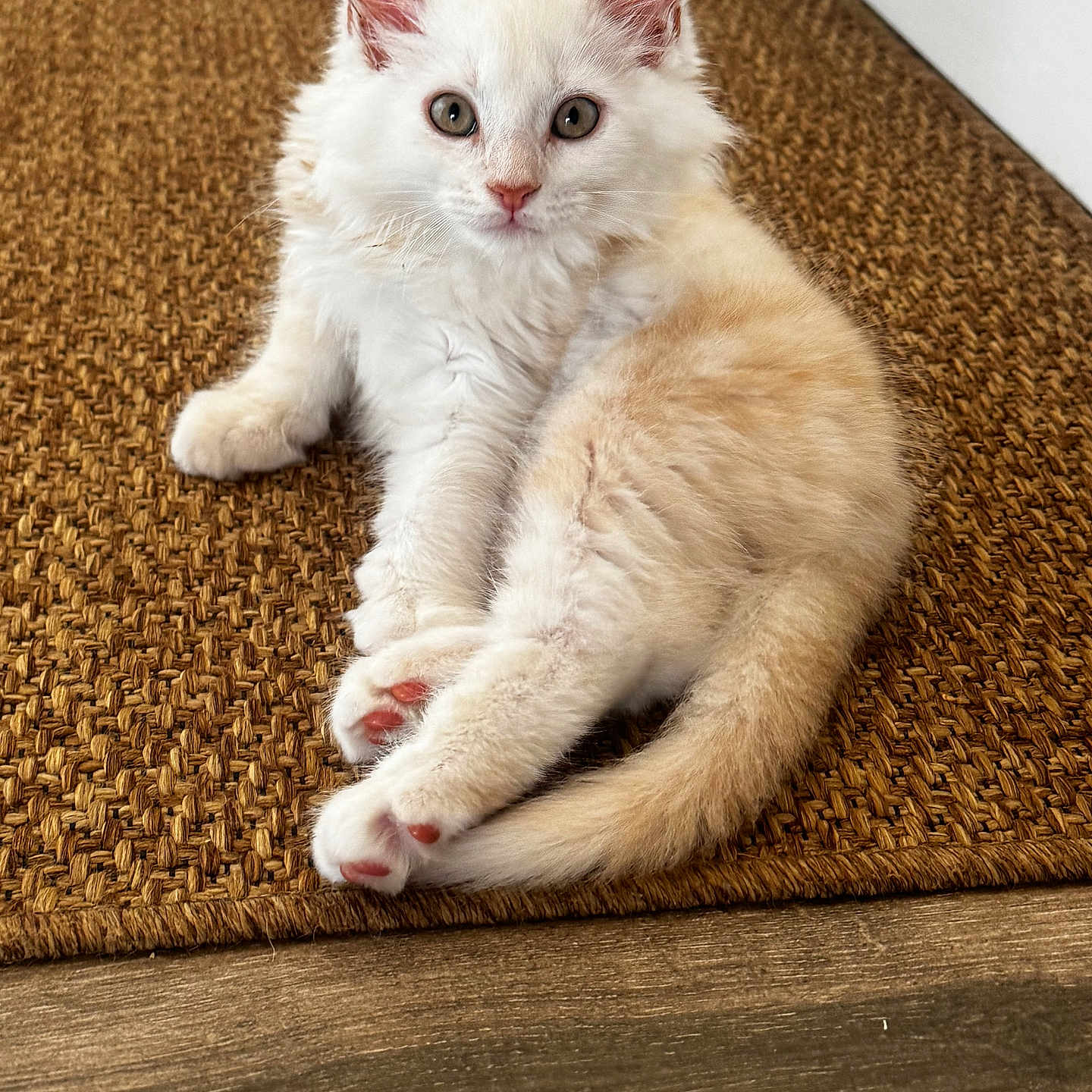Baiocchi a rejoint le concours — aidez-le/la à gagner de superbes lots ! kitten, cat, pet, animal, feline, fluffy, cream_colored, paw_pads, curious, cute, indoor, woven_mat, floor, relaxing, young, whiskers, ears, tail, closeup, domestic