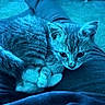 Lennox is registered to the contest to win money with this photo: animal, blue_tint, cat, companion, cozy, curled_up, cute, fur, human, indoor, kitten, lap, legs, paws, pet, resting, small, soft, whiskers, young