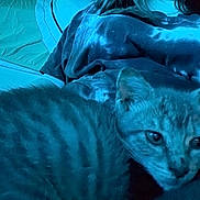 Lennox joined the competition — help win amazing prizes! animal, blue_light, casual, cat, close_up, comfort, cozy, fur, indoor, lap, person, pet, portrait, relaxing, striped, tabby_cat, tent, tie_dye_shirt, whiskers, young_cat