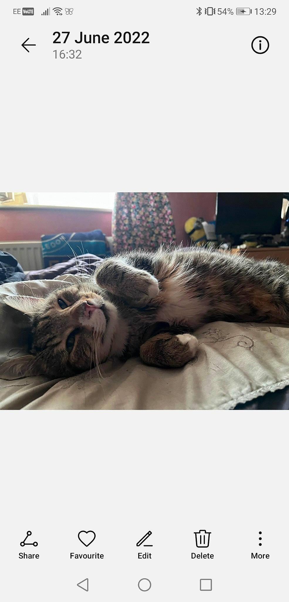 Leo is registered to the contest to win money with this photo: bed, bedding, carnivore, cat, comfort, domestic_short_haired_cat, felidae, flooring, fur, grey, linens, metal, paw, small_to_medium_sized_cats, snout, sporting_group, tail, textile, vertebrate, whiskers