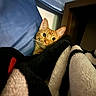 cat, orange_cat, feline, pet, animal, face, eyes, whiskers, ears, striped_fur, bed, blanket, bedding, cozy, indoors, bedroom, portrait, peeking, candid, cute