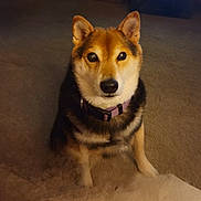 Stevie is registered to the contest to win money with this photo: dog, pet, indoor, carpet, collar, fur, animal, cute, sitting, looking, ears, brown, black, white, face, canine, companion, alert, domestic, portrait