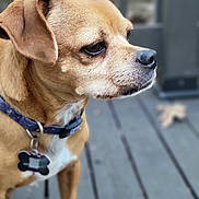 Charlie is registered to the contest to win money with this photo: dog, close_up, collar, pet, animal, brown_dog, outdoor, wooden_deck, tag, canine, portrait, side_view, ears, fur, looking_away, domestic_animal, muzzle, snout, leash_accessory, quiet