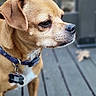 dog, close_up, collar, pet, animal, brown_dog, outdoor, wooden_deck, tag, canine, portrait, side_view, ears, fur, looking_away, domestic_animal, muzzle, snout, leash_accessory, quiet