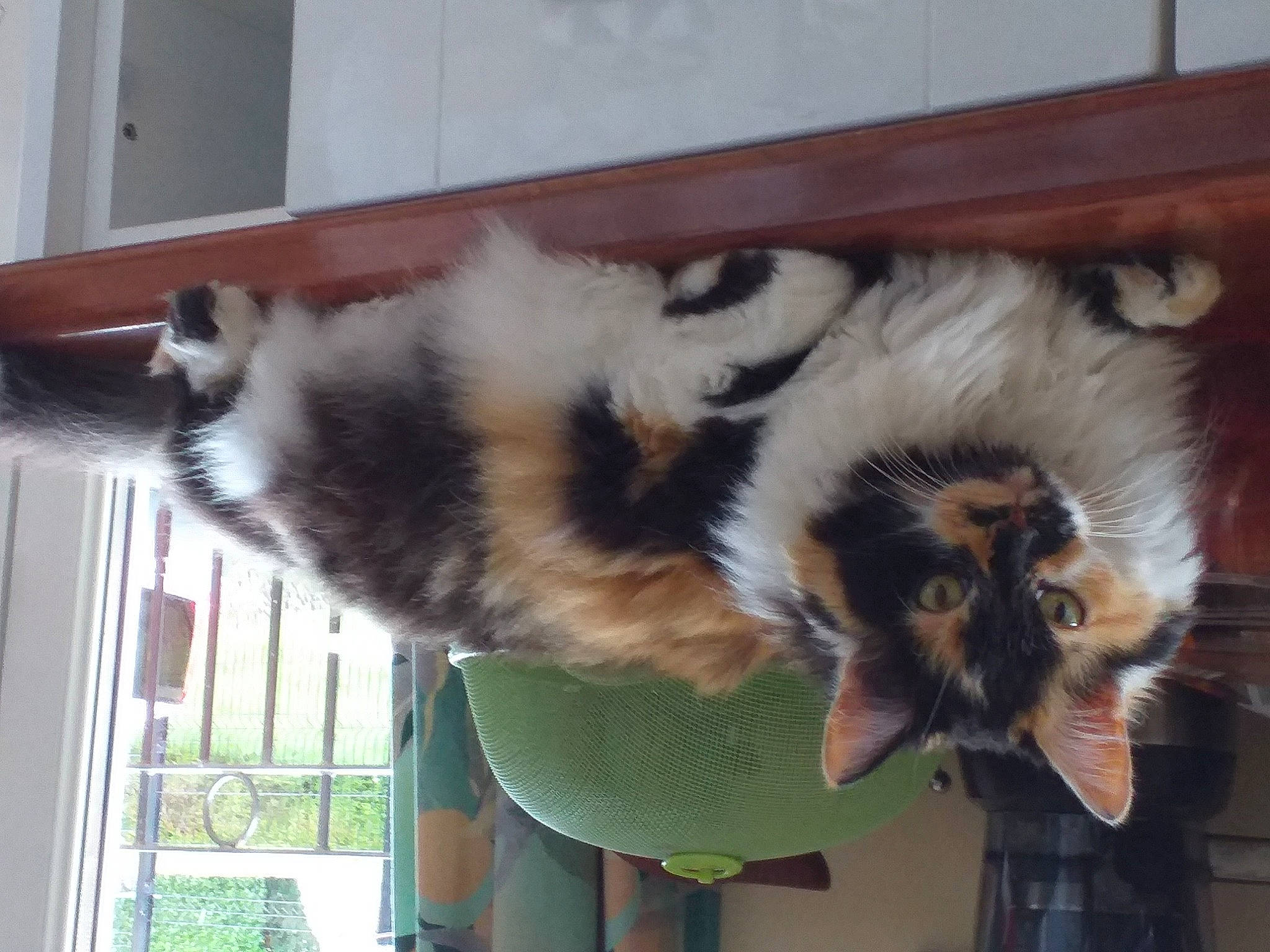 Duchesse participe au concours pour gagner de l'argent avec cette photo : canidae, carnivore, cat, claw, dog_breed, felidae, fur, small_to_medium_sized_cats, tail, terrestrial_animal, whiskers, wildlife