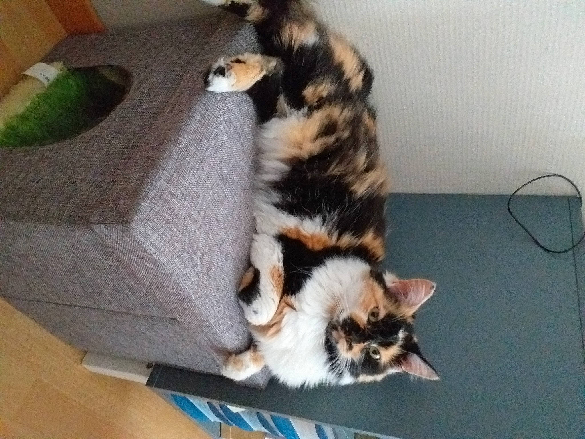 Duchesse a rejoint le concours — aidez-le/la à gagner de superbes lots ! canidae, carnivore, cat, claw, comfort, couch, dog_breed, domestic_short_haired_cat, fawn, felidae, flooring, fur, hardwood, paw, room, small_to_medium_sized_cats, tail, terrestrial_animal, whiskers, wood