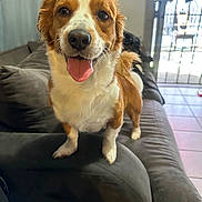 Milo is registered to the contest to win money with this photo: animal, brown_and_white, canine, corgi, couch, cute, dog, domestic_animal, ears, four_legs, fur, happy, indoor, living_room, nose, paw, pet, smiling, tail, tongue_out