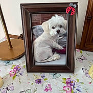 Milo joined the competition — help win amazing prizes! blanket, butterfly, cozy, cute, decor, dog, floral_pattern, frame, fur, household, indoor, lamp, pet, photograph, portrait, small_dog, still_life, tablecloth, white_dog, wooden_furniture