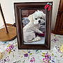 blanket, butterfly, cozy, cute, decor, dog, floral_pattern, frame, fur, household, indoor, lamp, pet, photograph, portrait, small_dog, still_life, tablecloth, white_dog, wooden_furniture