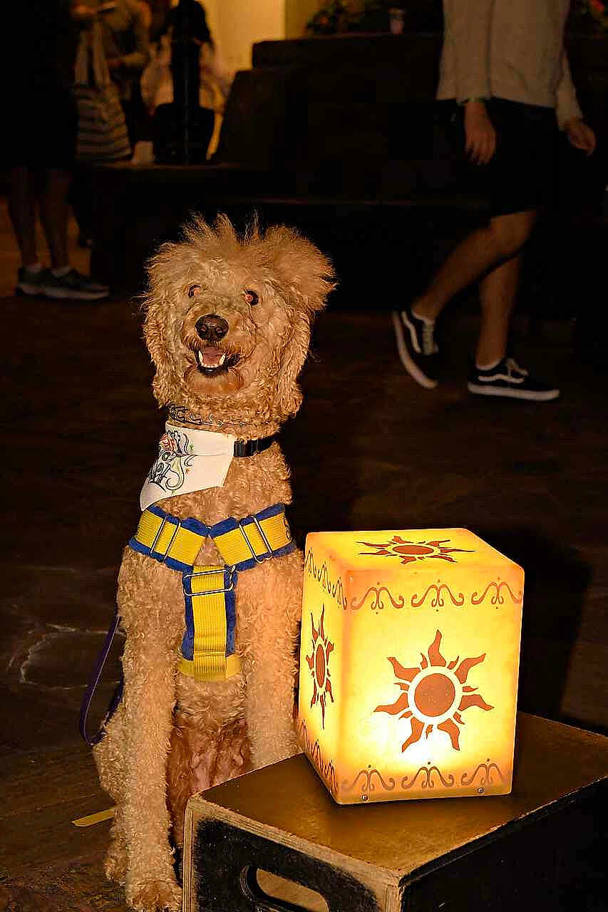 Alexandra is registered to the contest to win money with this photo: dog, curly_hair, harness, bandana, glowing_lamp, decorative_cube, sun_motif, indoor, people, walking, shoes, wooden_floor, smiling_dog, pet, animal, evening, light, shadow, background, leash