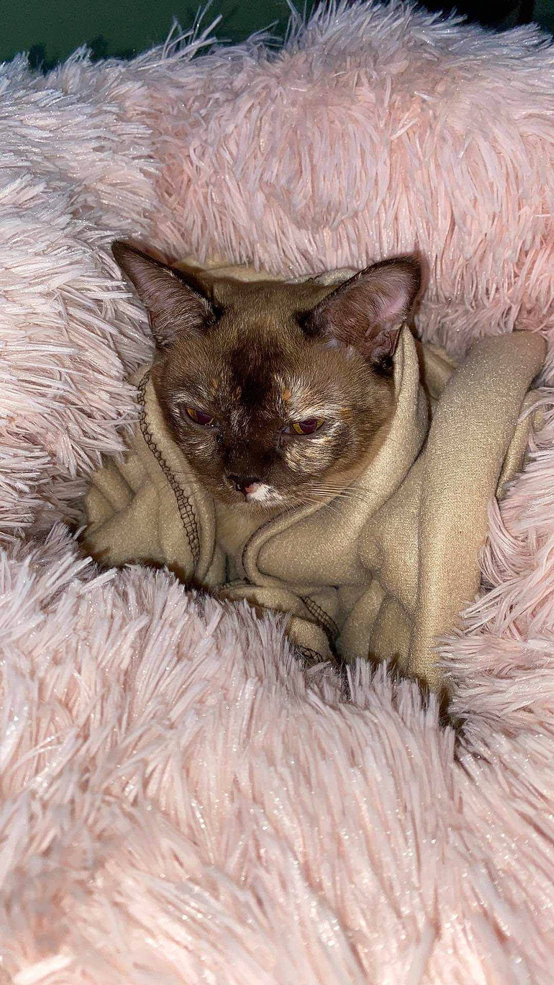 Tater Tot is registered to the contest to win money with this photo: carnivore, cat, cat_bed, cat_supply, claw, comfort, domestic_short_haired_cat, eye, fawn, felidae, fur, nap, siamese, sleep, small_to_medium_sized_cats, snout, tail, terrestrial_animal, whiskers, wildlife