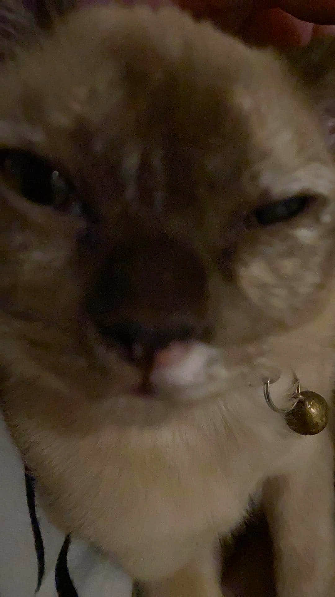 Tater Tot is registered to the contest to win money with this photo: asian, carnivore, cat, close_up, ear, eye, face, fawn, felidae, fur, head, kitten, mouth, nose, photography, skin, small_to_medium_sized_cats, snout, whiskers