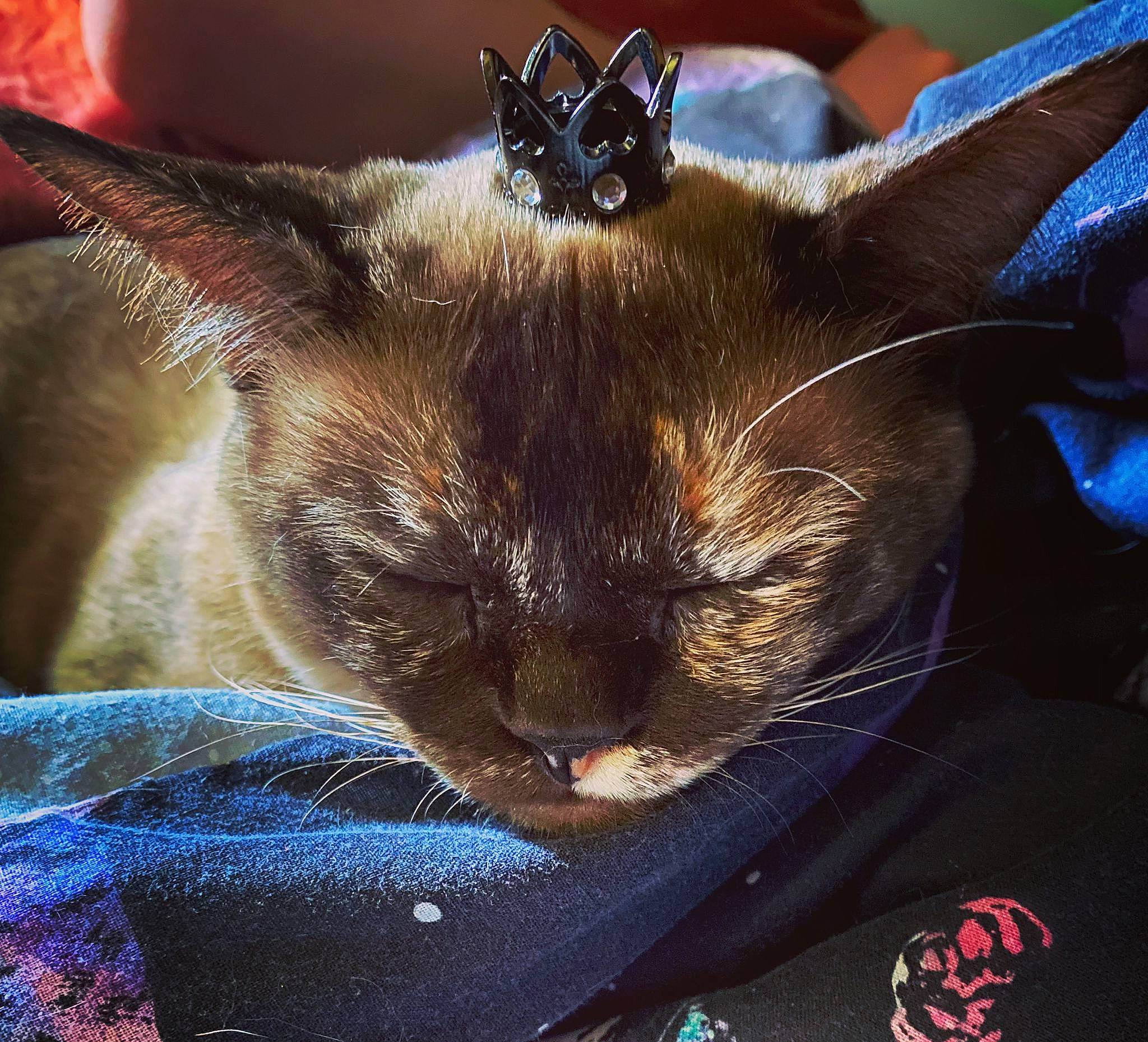 Tater Tot joined the competition — help win amazing prizes! black_cat, carnivore, cat, claw, comfort, domestic_short_haired_cat, ear, electric_blue, eye, fawn, felidae, fur, selfie, siamese, small_to_medium_sized_cats, snout, terrestrial_animal, thai, tonkinese, whiskers