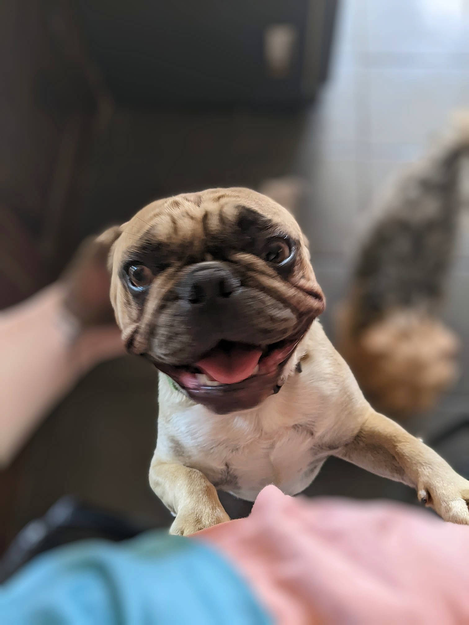 Brinkley is registered to the contest to win money with this photo: ancient_dog_breeds, bulldog, canidae, carnivore, companion_dog, dog, dog_breed, dog_collar, fawn, grass, molosser, non_sporting_group, snout, sporting_group, terrestrial_animal, toy_dog, whiskers, working_animal, working_dog, wrinkle