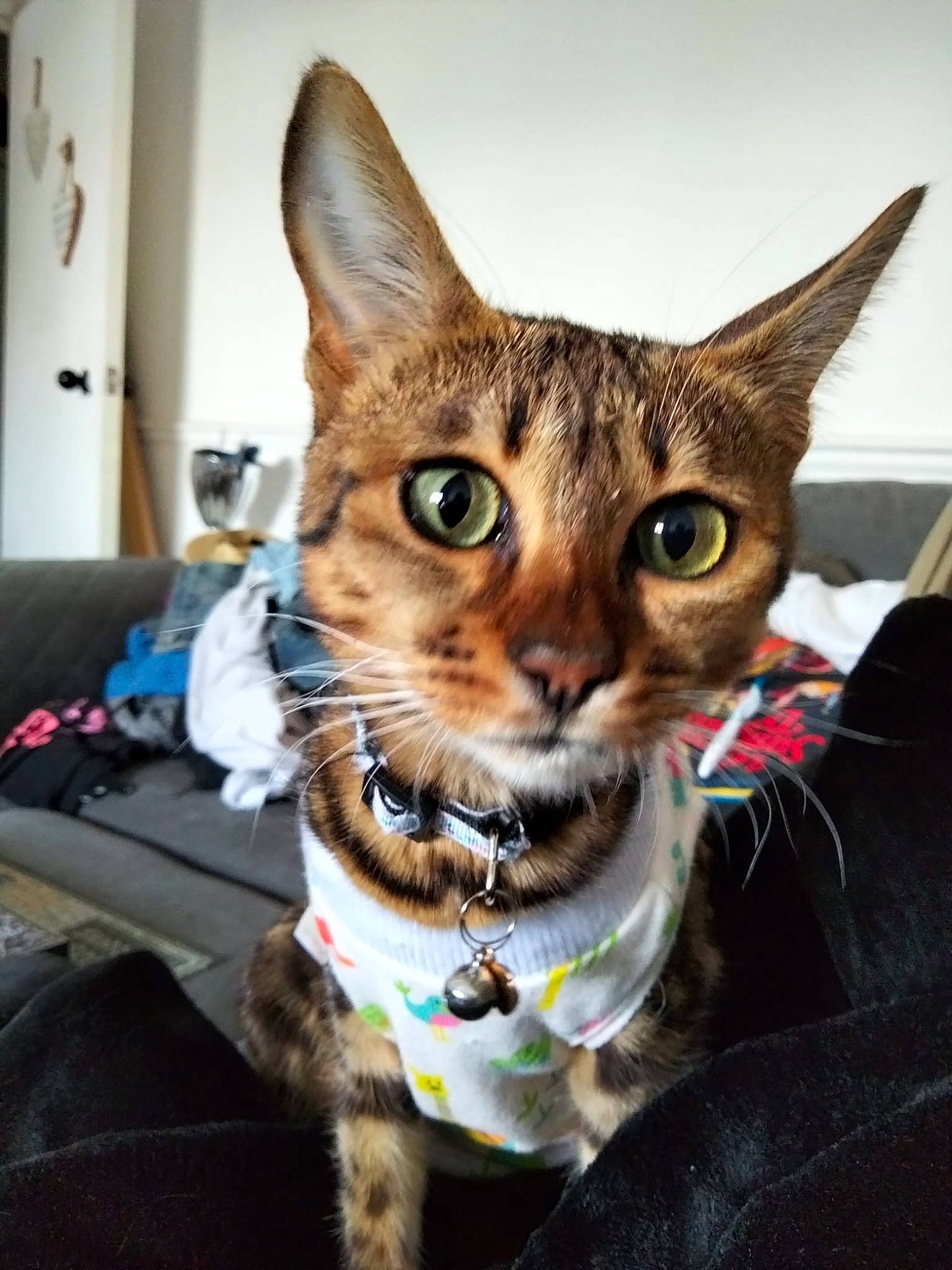 Angelina joined the competition — help win amazing prizes! carnivore, cat, collar, comfort, couch, domestic_short_haired_cat, door, fashion_accessory, felidae, fur, iris, sitting, small_to_medium_sized_cats, snout, whiskers