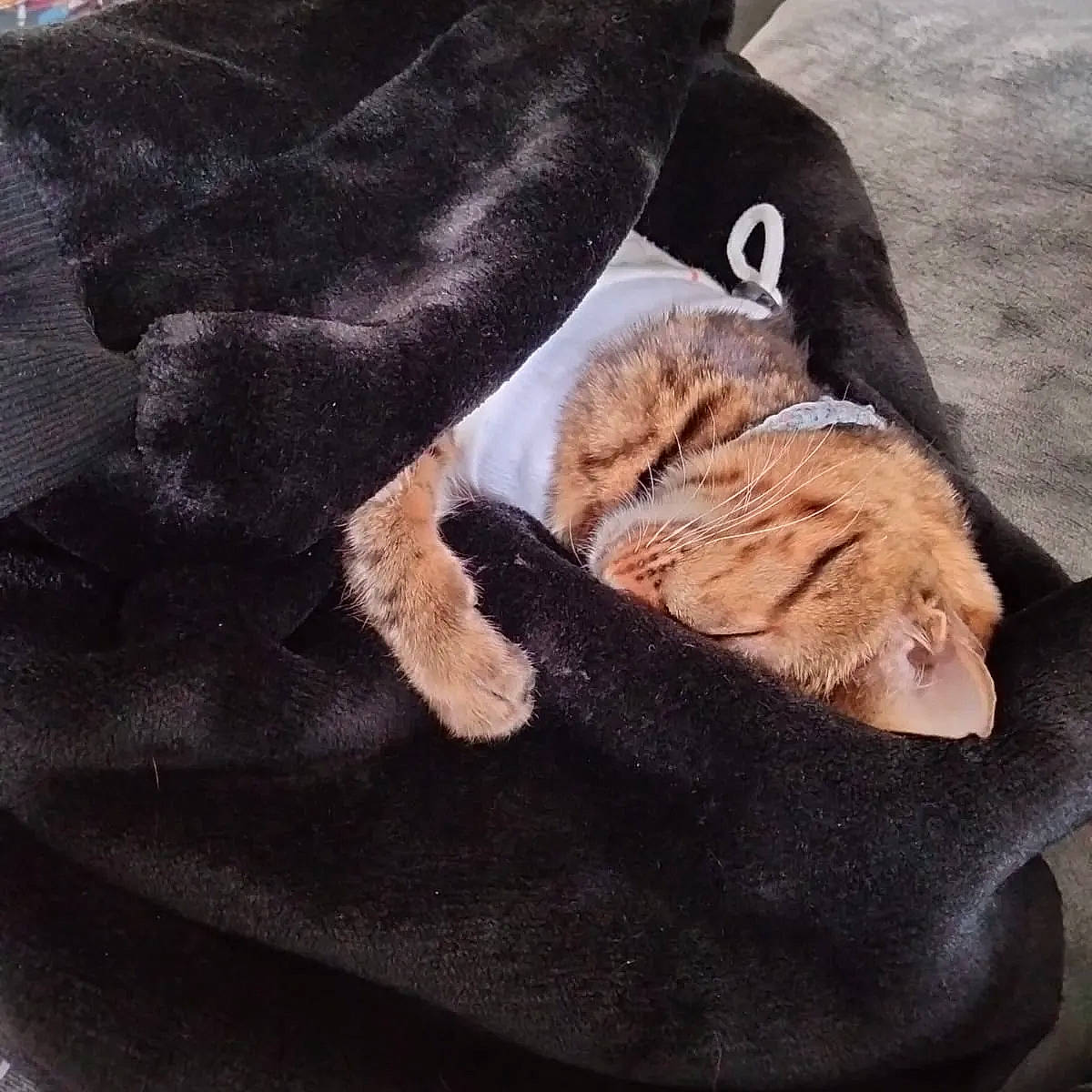 Angelina is registered to the contest to win money with this photo: cat, collar, comfort, companion_dog, dog_breed, fawn, felidae, fur, fur_clothing, gesture, glove, human_leg, linens, sleeve, small_to_medium_sized_cats, sporting_group, tail, whiskers, wool, woolen