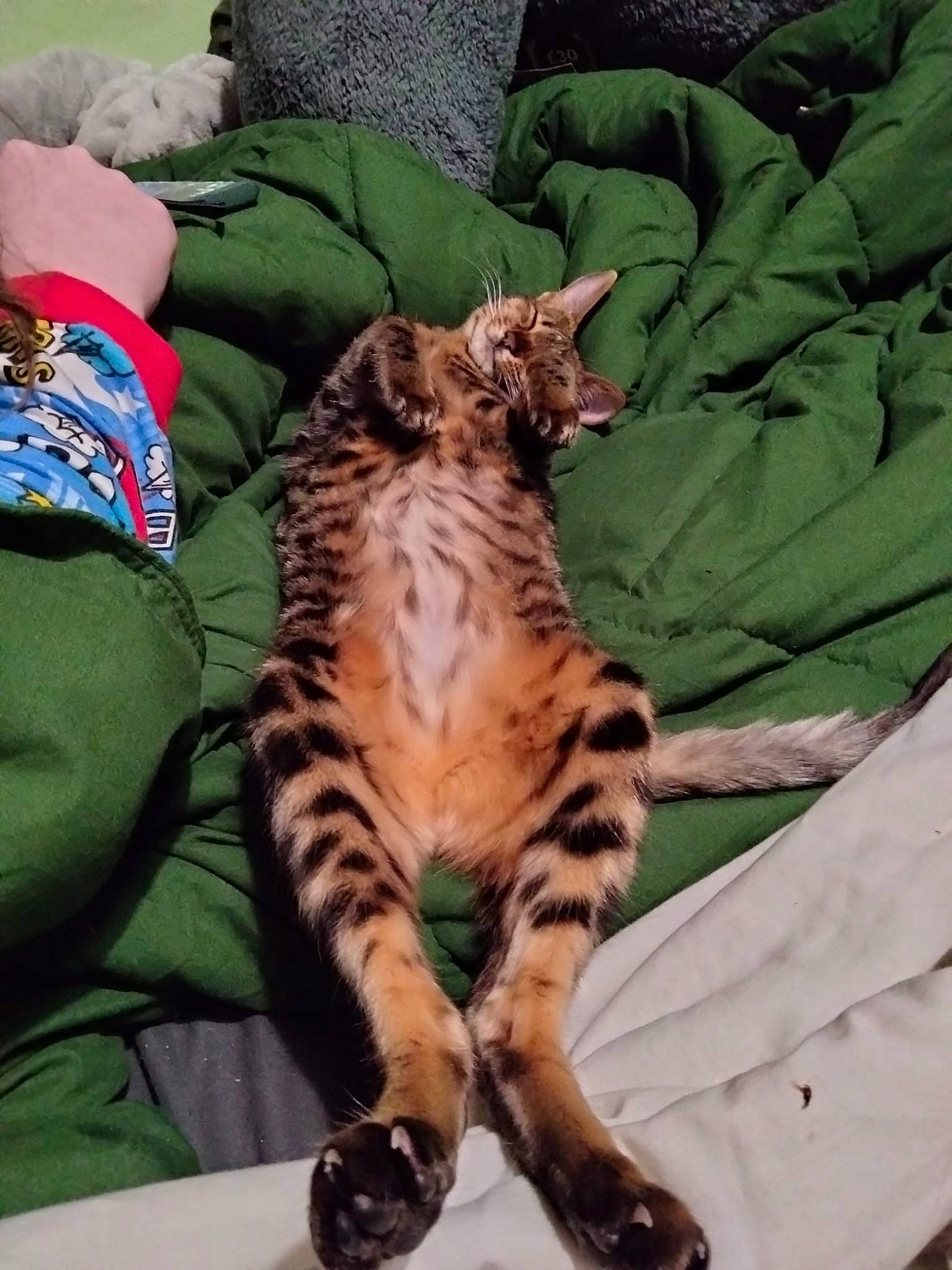 Angelina joined the competition — help win amazing prizes! bengal_tiger, big_cats, carnivore, cat, claw, comfort, domestic_short_haired_cat, felidae, fur, linens, mammal, pillow, siberian_tiger, small_to_medium_sized_cats, snout, tail, terrestrial_animal, tiger, whiskers, wildlife