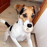 Newton participe au concours pour gagner de l'argent avec cette photo : accessories, animal, ball, beagle, canine, dog, hardwood, hound, indoors, interiordesign, labradorretriever, pet, plywood, pointer, puppy, sport, strap, tennis, terrier, wood