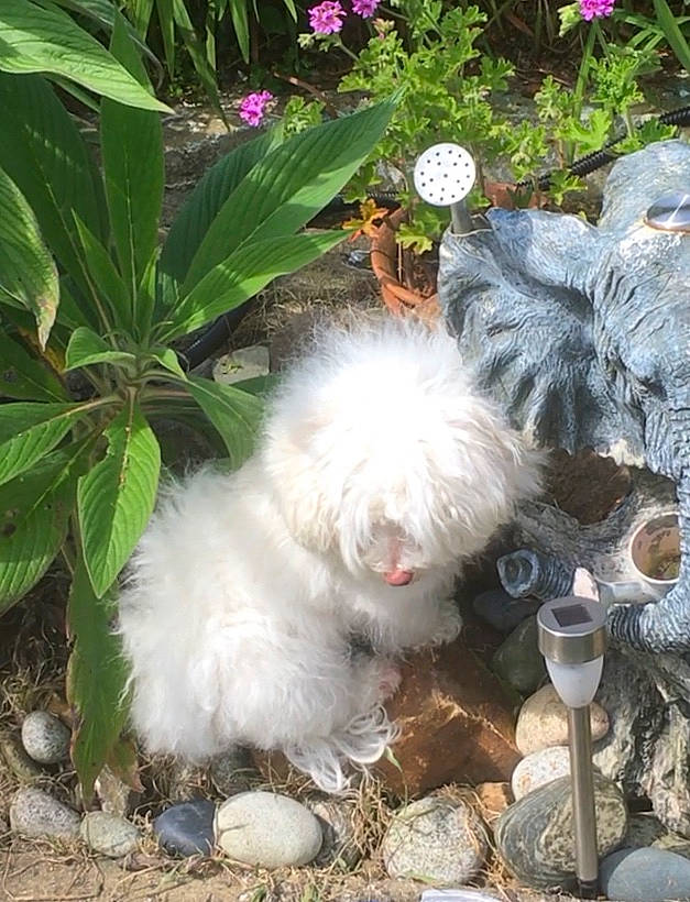 Malie participe au concours pour gagner de l'argent avec cette photo : canidae, carnivore, companion_dog, dog, dog_breed, flower, fur, grass, mal_shi, maltepoo, non_sporting_group, plant, shih_poo, small_terrier, soil, sporting_group, tail, terrier, toy_dog, working_animal