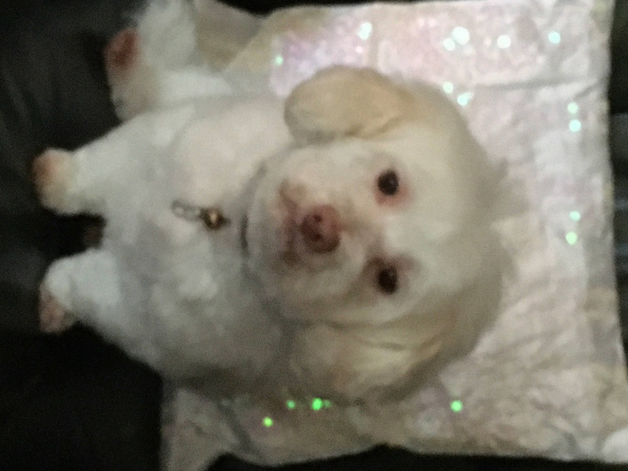 Malie participe au concours pour gagner de l'argent avec cette photo : canidae, carnivore, companion_dog, dog, dog_breed, fawn, fur, maltepoo, non_sporting_group, puppy, sporting_group, toy_dog, whiskers, working_animal