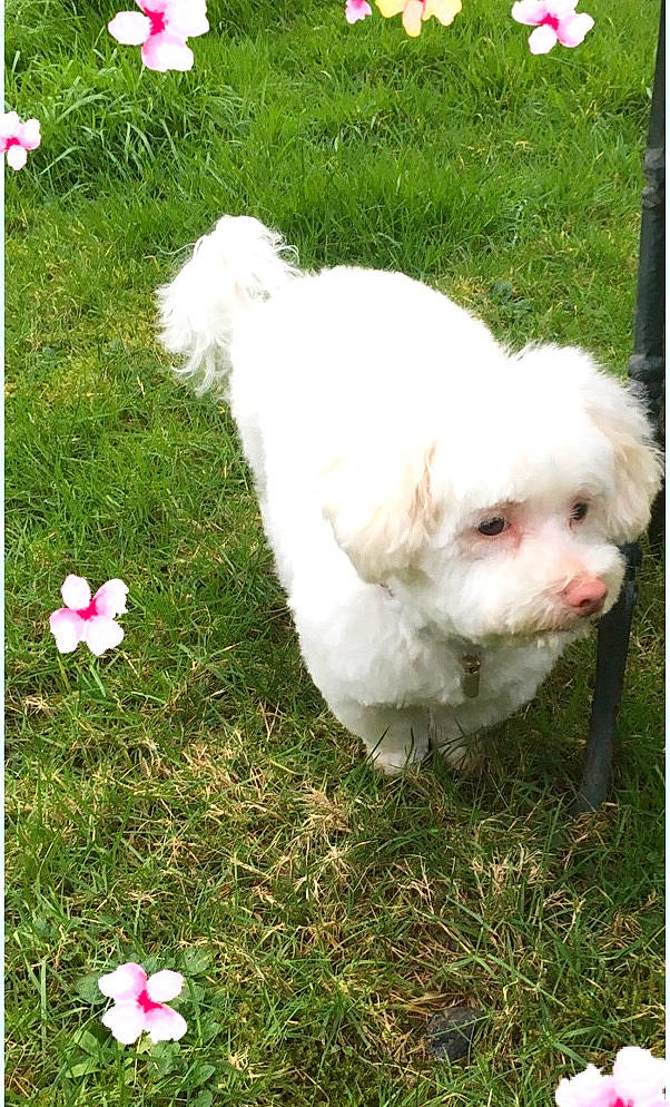Malie participe au concours pour gagner de l'argent avec cette photo : carnivore, chicken, companion_dog, dog, dog_breed, flower, fur, galliformes, grass, green, groundcover, lawn, livestock, petal, plant, poultry, sporting_group, tail, toy_dog, white